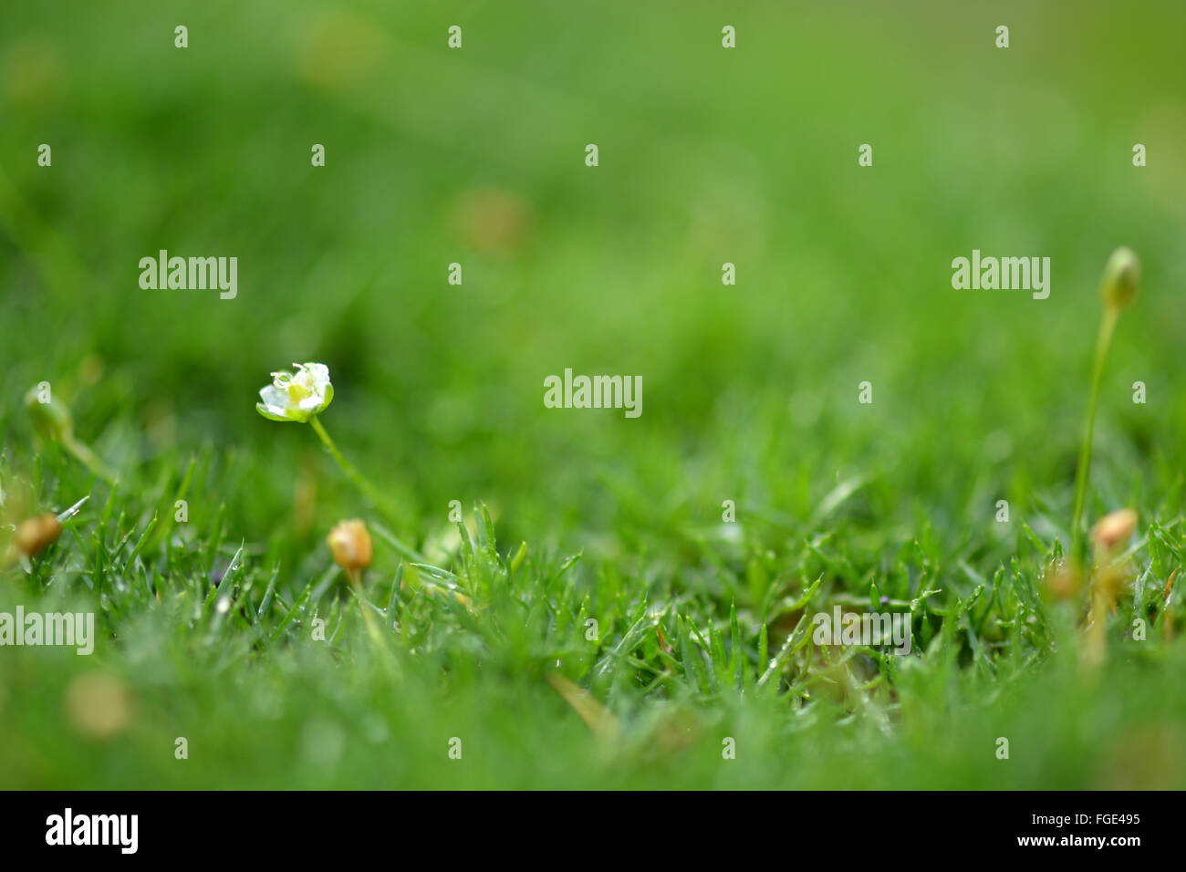 Camomille in Green grass close up avec de l'eau gouttes Banque D'Images