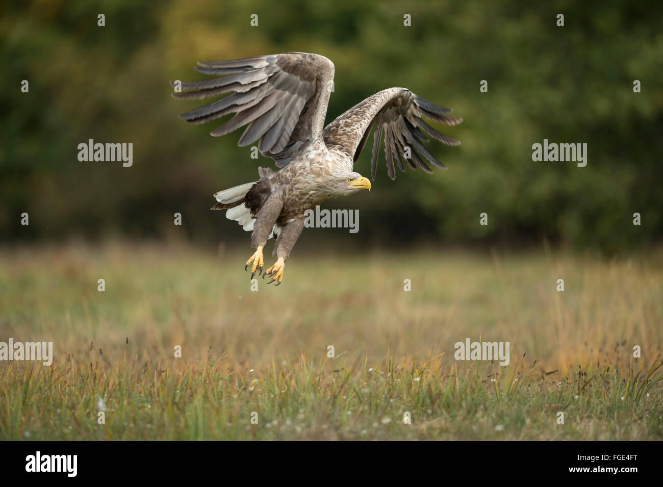 Aigle à queue blanche / aigle de mer / Seeadler ( Haliaeetus albicilla ) décolle d'une prairie en automne, adulte puissant, faune, Europe. Banque D'Images