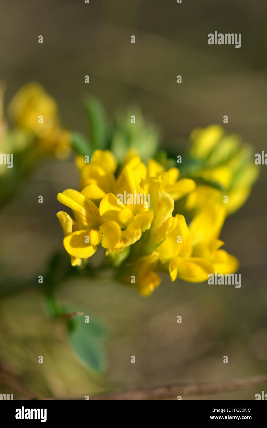 Arrière-plan de printemps avec de belles fleurs jaunes, macro Banque D'Images