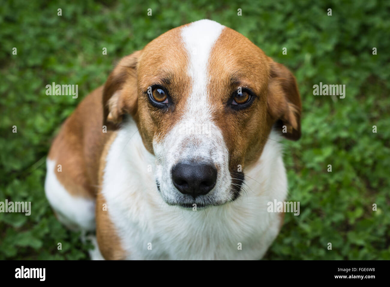 Chien marron et blanc se penche sur la pelouse de trèfle sur l'appareil photo Banque D'Images