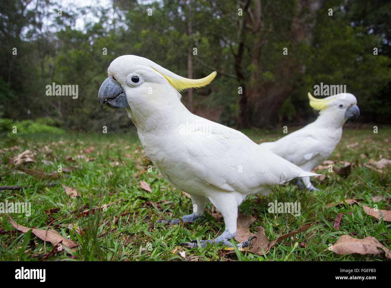 Teneur en soufre cacatoès soufré (Cacatua galerita), Royal National Park, NSW, Australie Banque D'Images