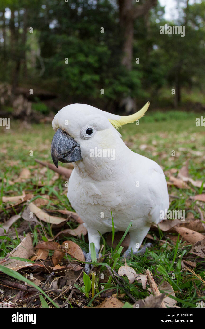 Teneur en soufre cacatoès soufré (Cacatua galerita), Royal National Park, NSW, Australie Banque D'Images