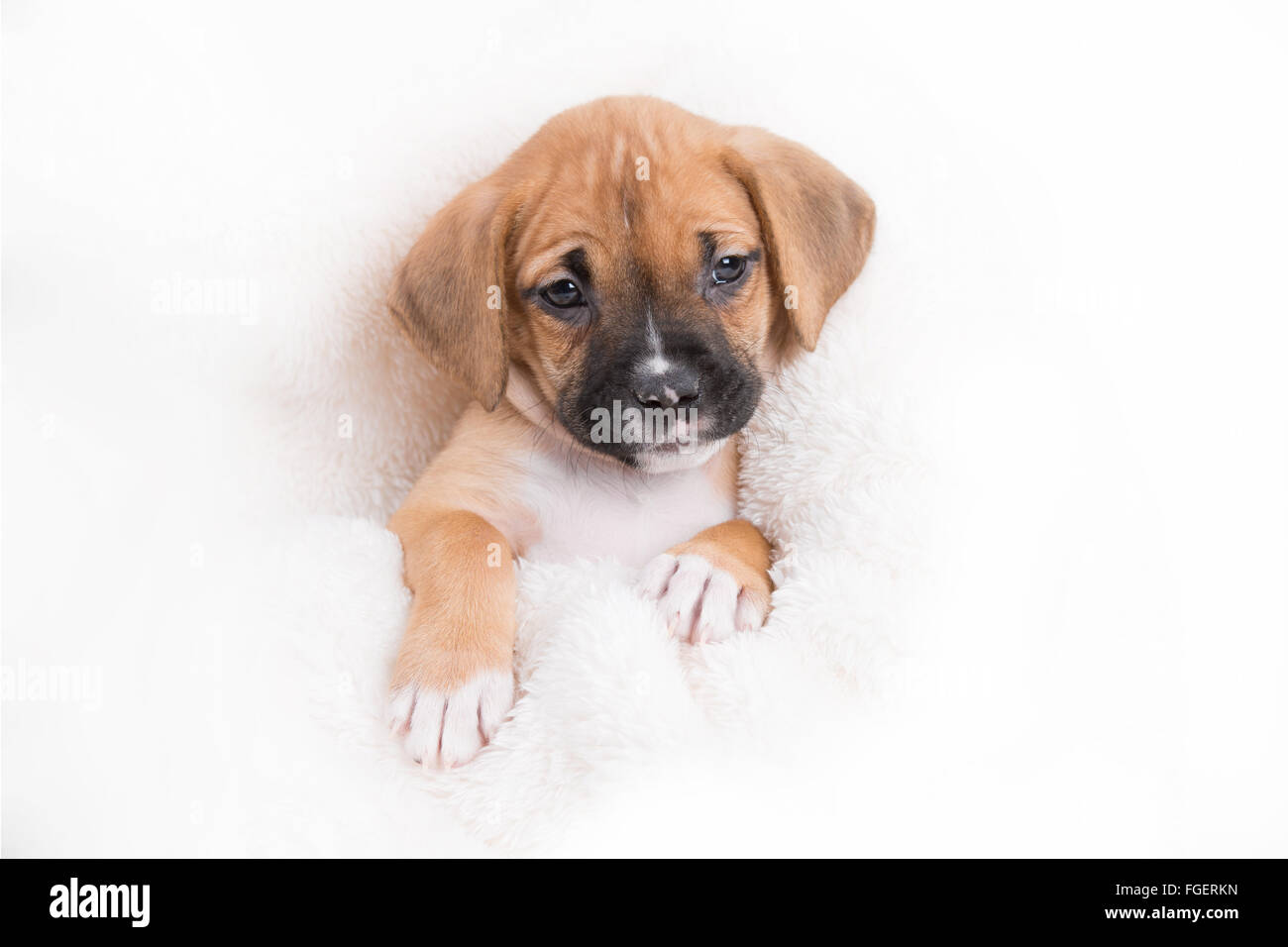 Boxer Labrador Retriever Chiot Chien sur fond blanc Banque D'Images