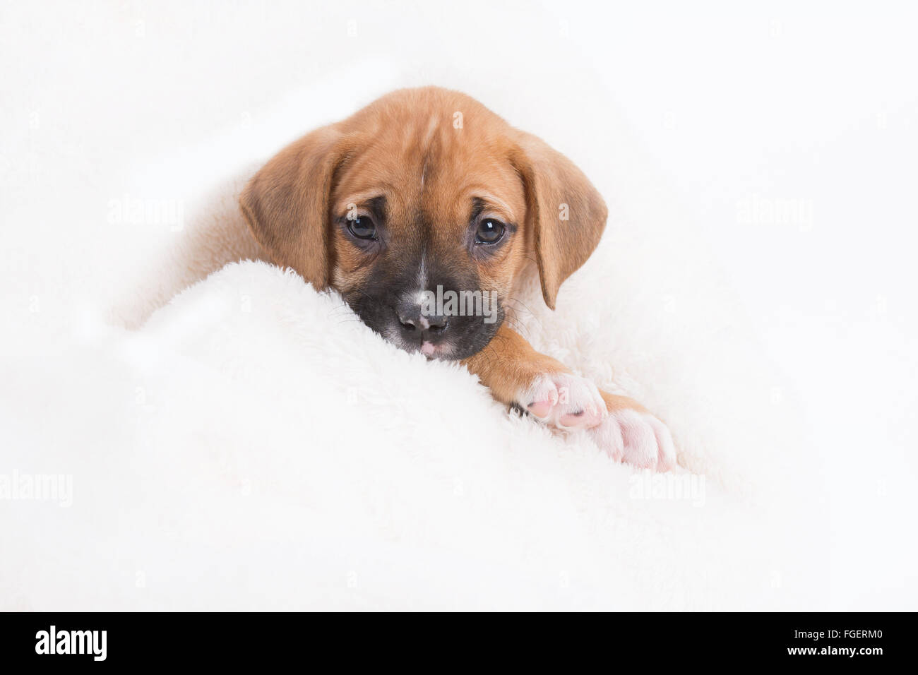 Boxer Labrador Retriever chiot de la couverture blanche Banque D'Images