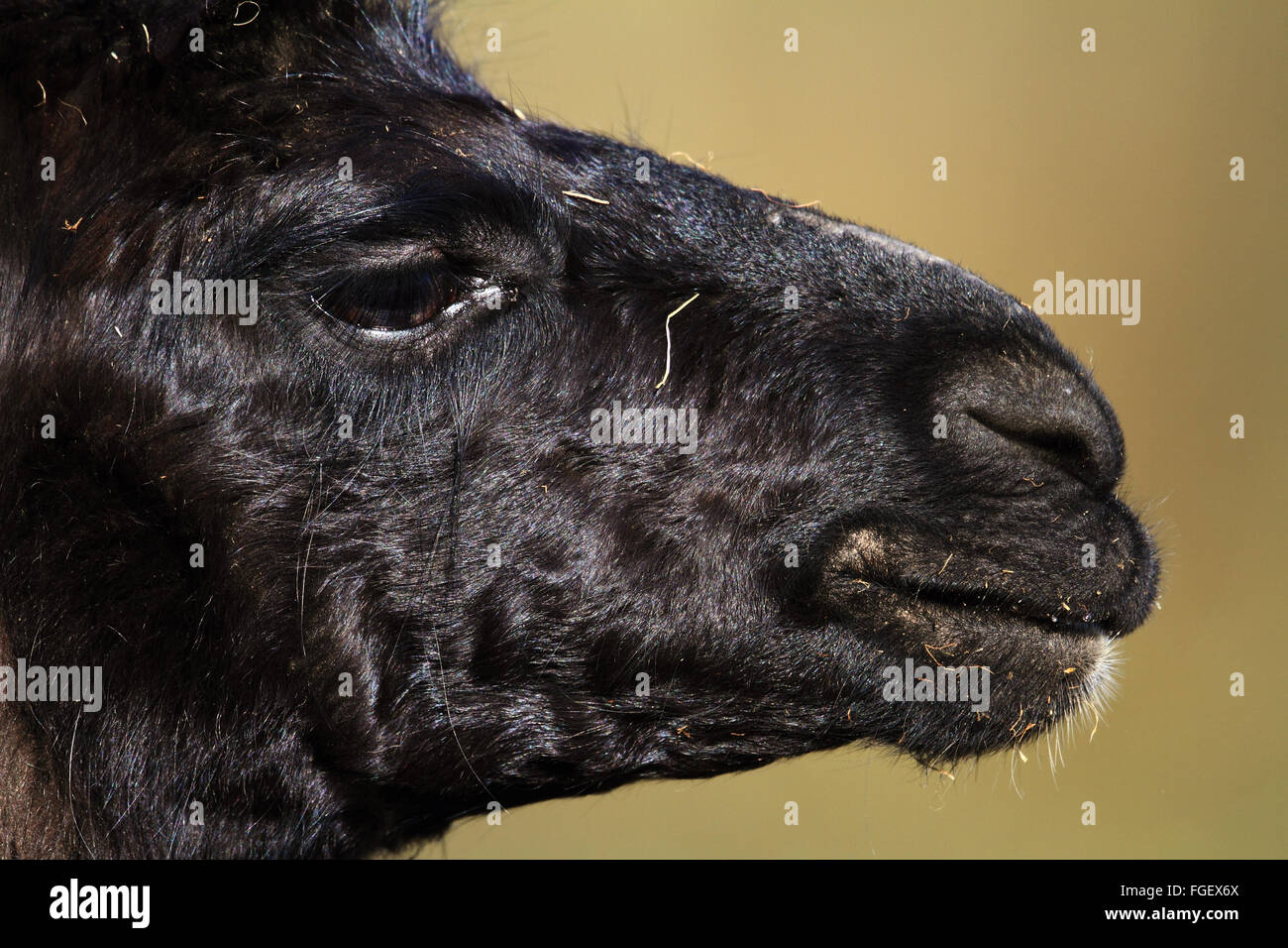Le lama (Lama glama) Banque D'Images