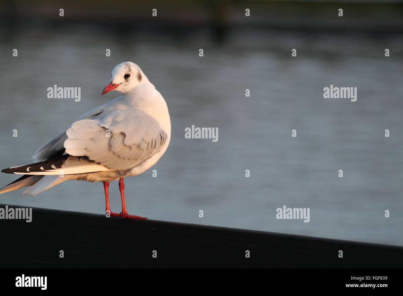 Mouette à tête noire en hiver Banque D'Images