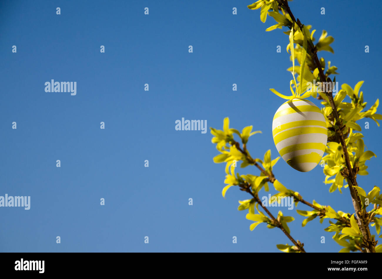 Oeuf de Pâques jaune pendu le forsythia Banque D'Images