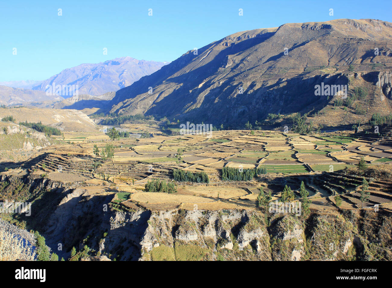 Les champs en terrasses incas dans la vallée de Colca, Pérou Banque D'Images