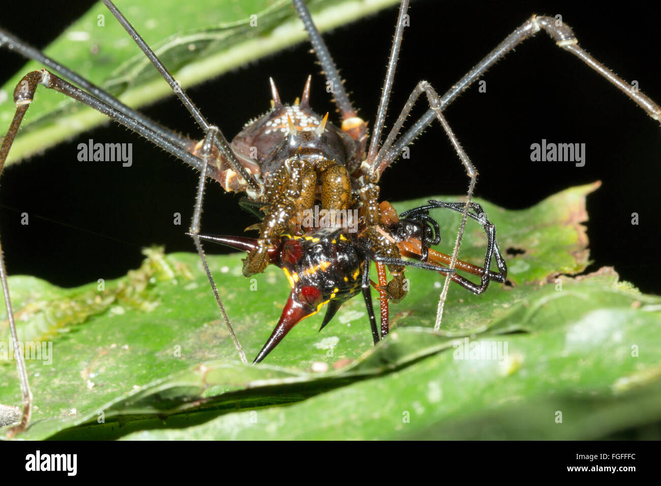 Harvestman tropical géant (Phalangid) se nourrissent d'une araignée épineuse (Micranthena sp.) dans la forêt tropicale, Pastaza province, l'Équateur Banque D'Images