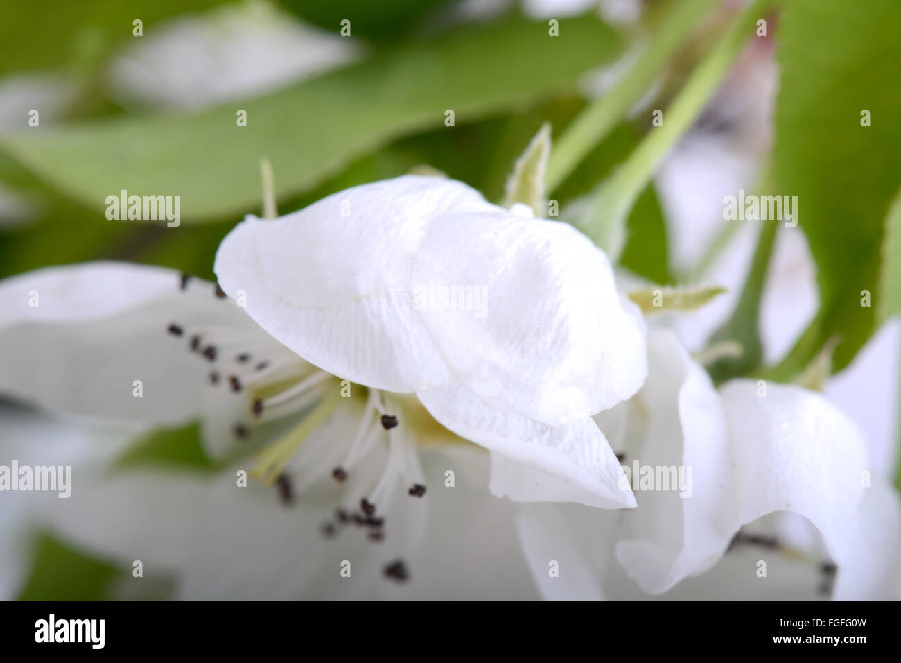 Fleur sur blossoming apple tree fermer jusqu'au printemps Banque D'Images