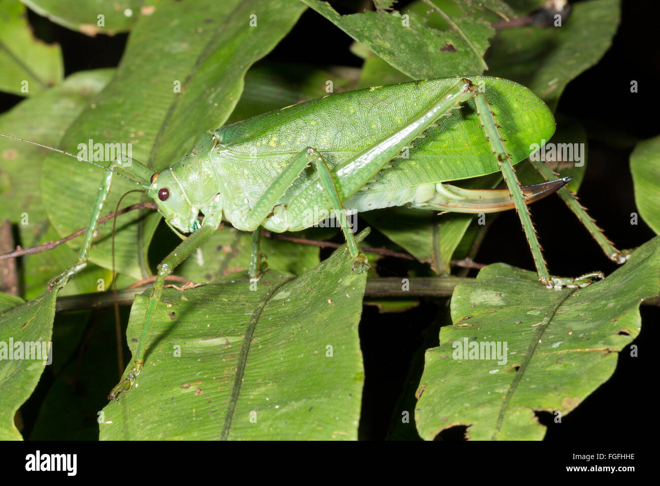 Un très grand green bush cricket dans la forêt tropicale, province de Pastaza, l'Équateur. Une femelle avec un ovopositor Banque D'Images