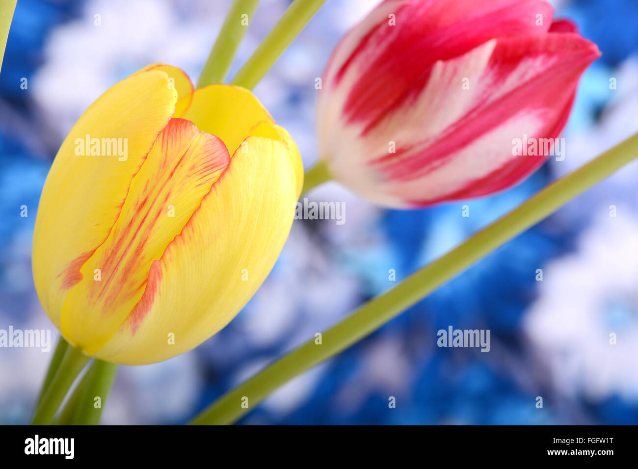 Tulipes jaunes près de près jusqu'à tulipes rouges Banque D'Images