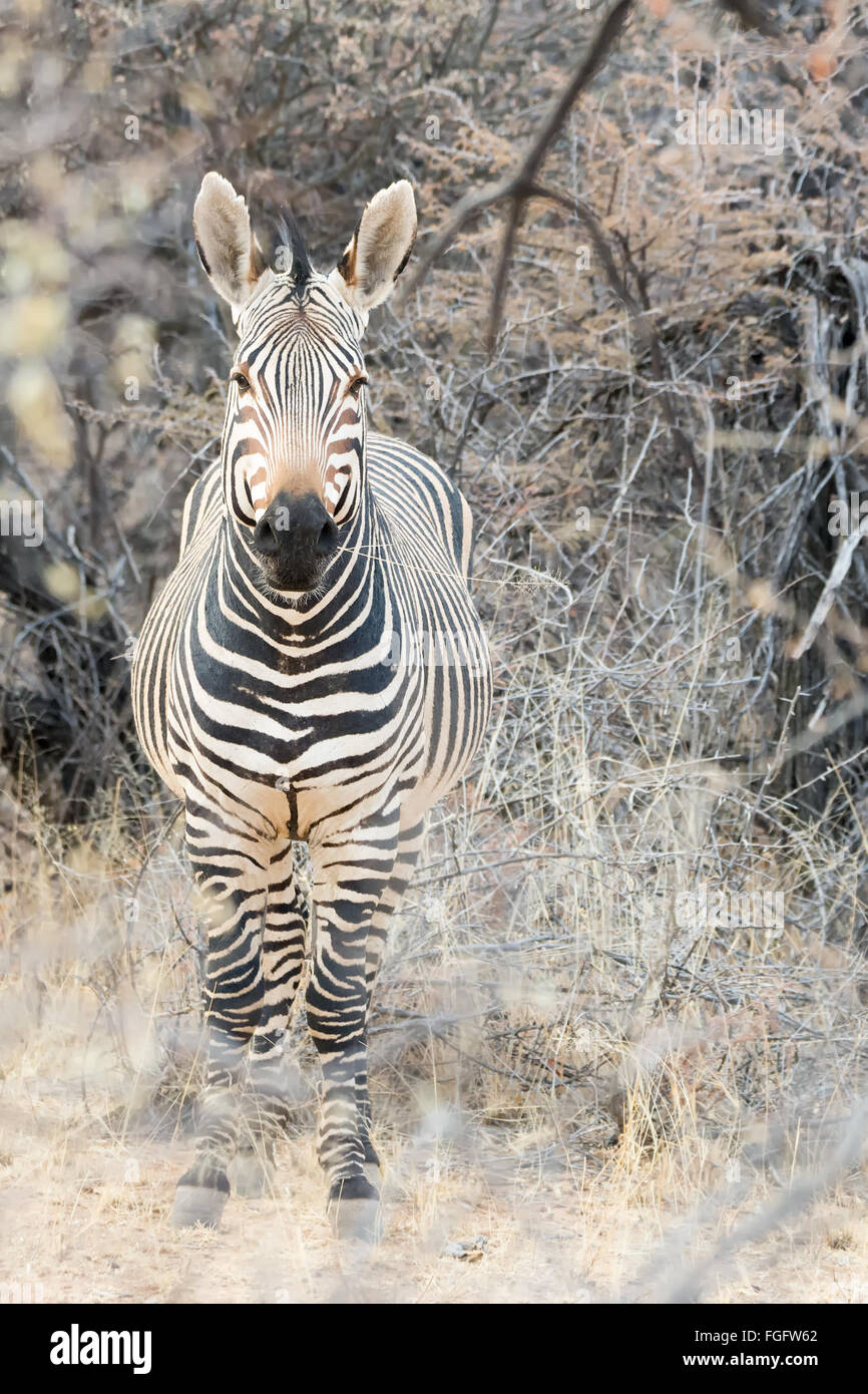 Zèbre de montagne de Hartmann à Okonjima Nature Reserve, Namibie, Afrique Banque D'Images