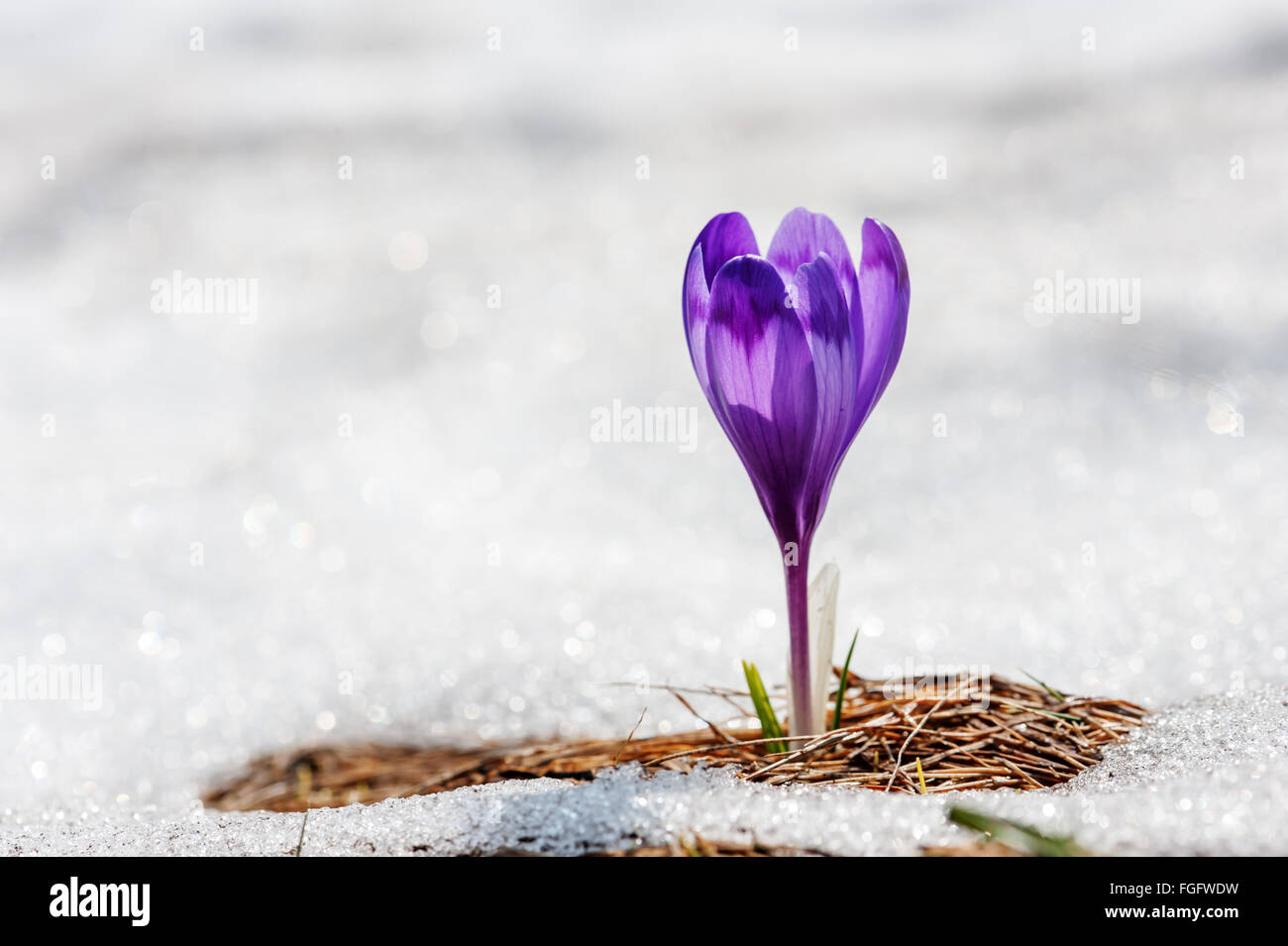 Fleur de printemps crocus close up Banque D'Images