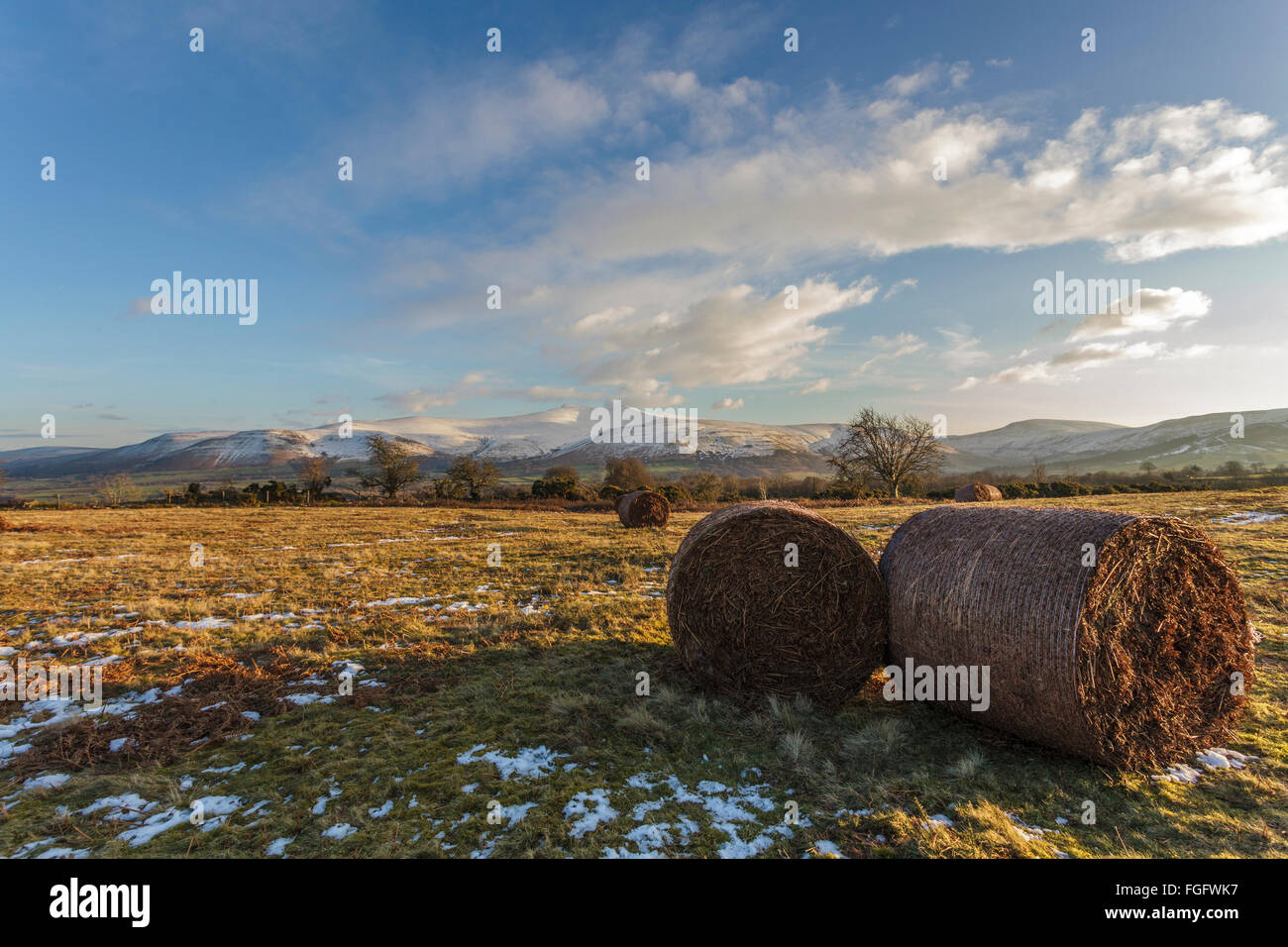 Balles de bracken à Mynydd commun Illtud Brecon Beacons National Park en hiver. Banque D'Images