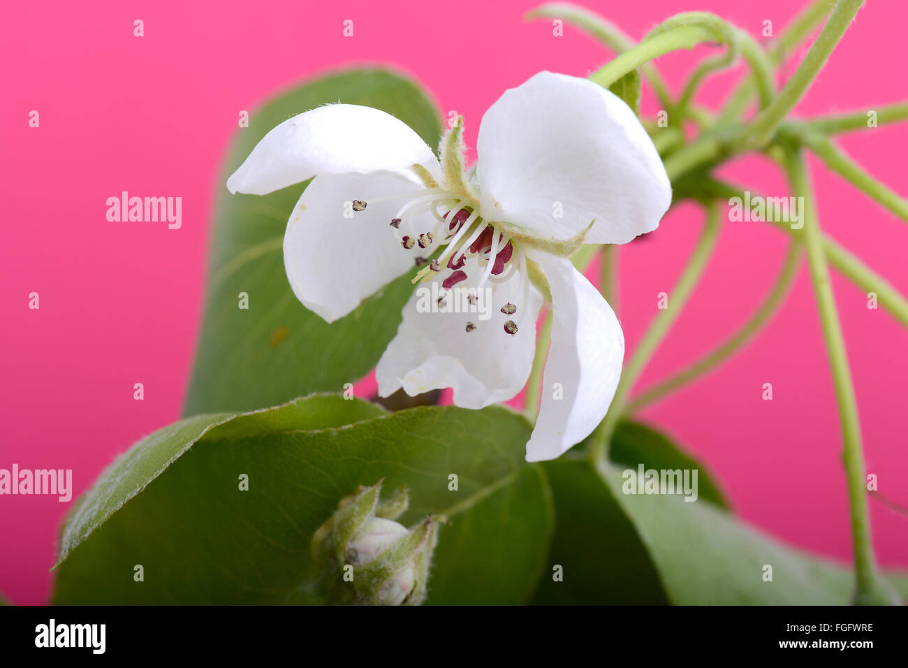 Fleur sur blossoming apple tree fermer jusqu'au printemps Banque D'Images