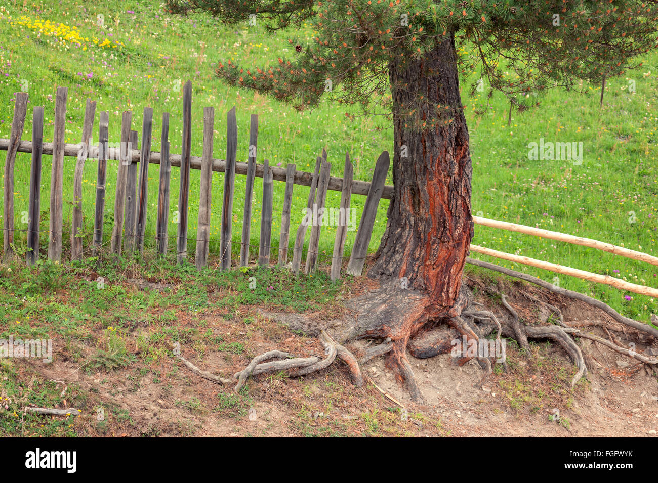 Grand sapin gros plan racine Banque D'Images