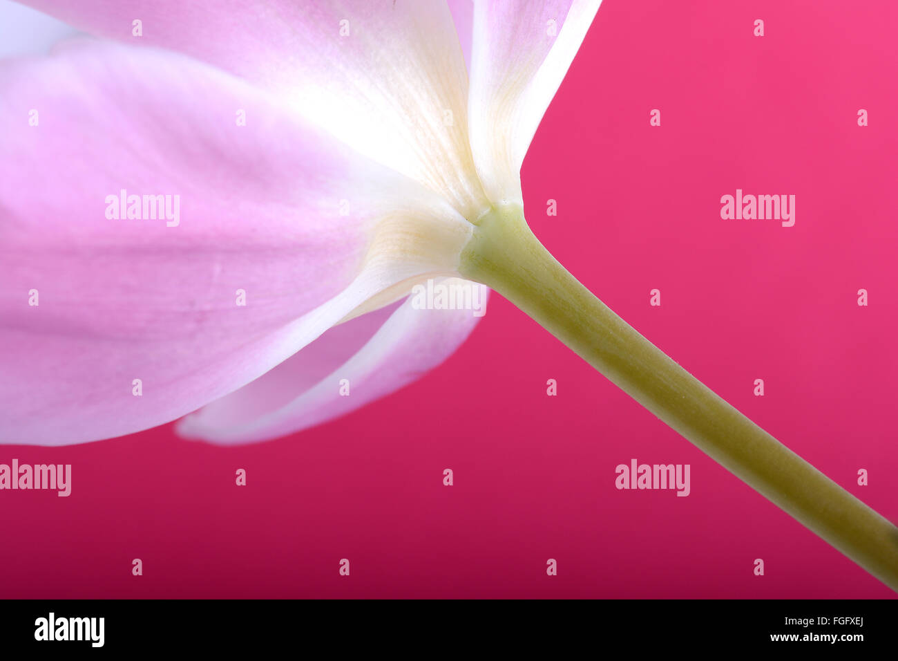 Close up de tulipes roses dans le fond rouge Banque D'Images