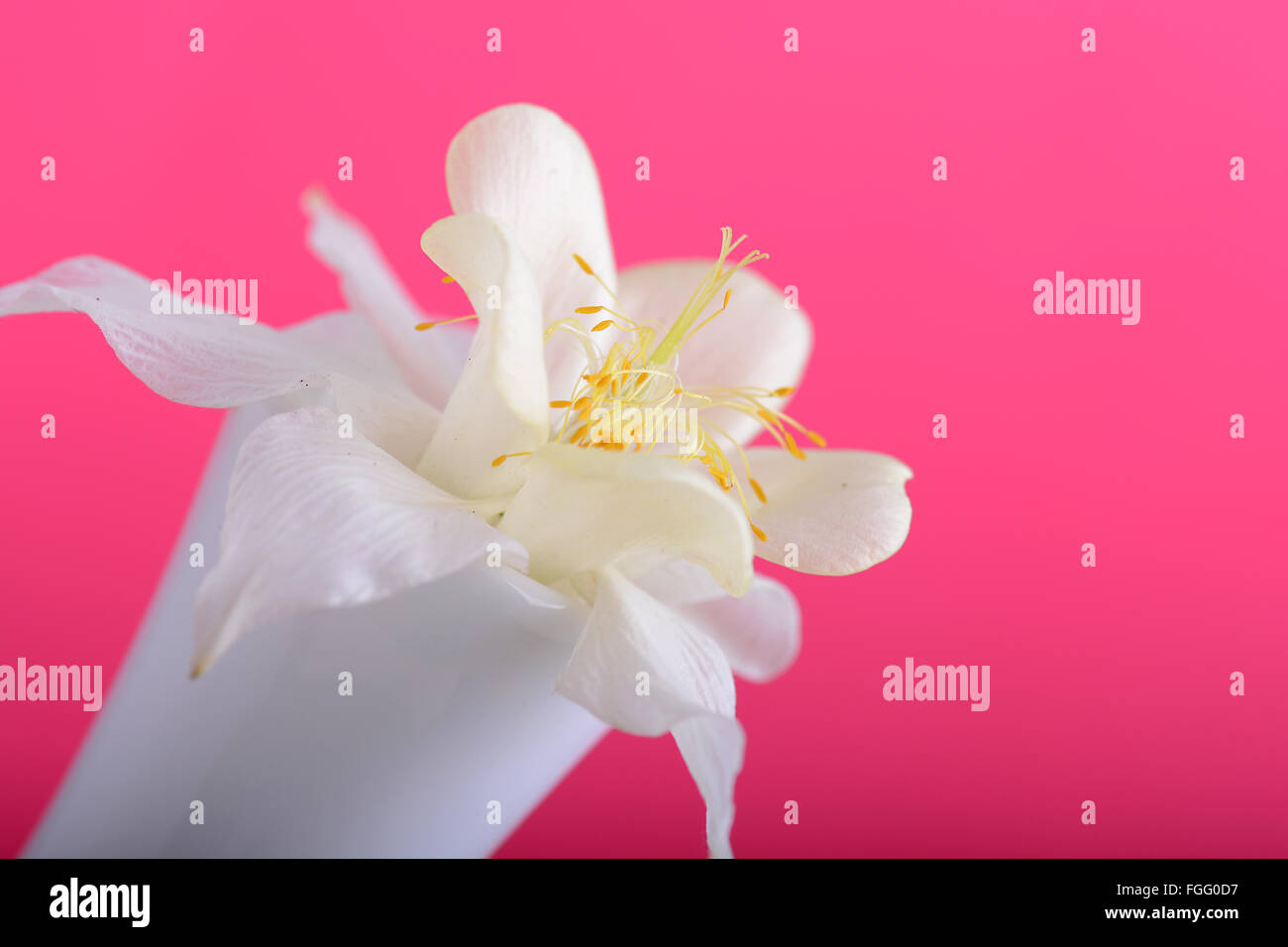 Gros plan fleurs lilas blanc sur fond rouge Banque D'Images