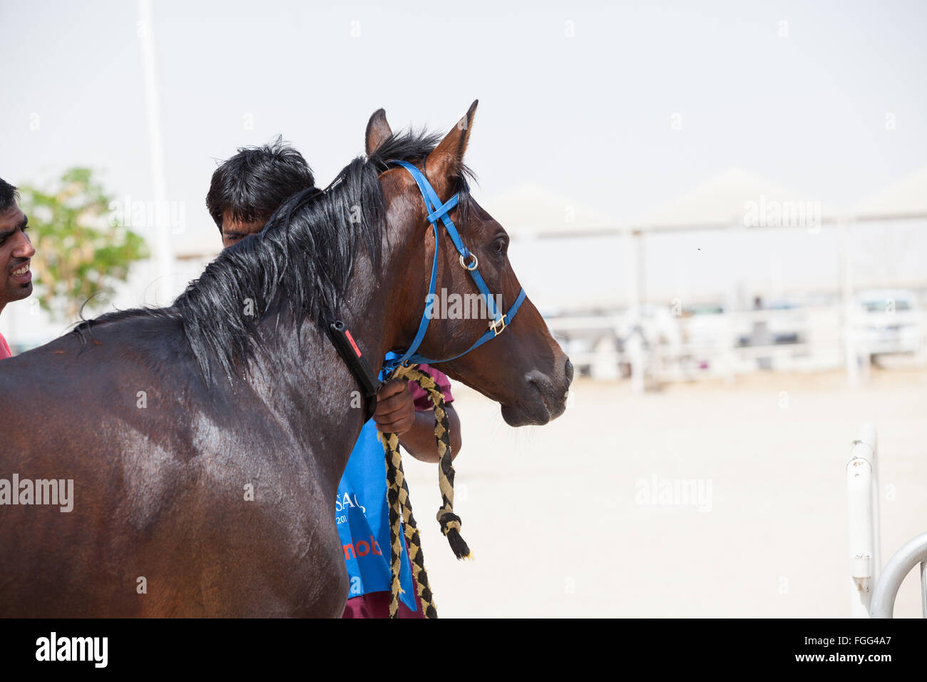 Les chevaux sont versés avec des seaux d'eau entre et une fois les étapes d'endurance par les palefreniers Banque D'Images