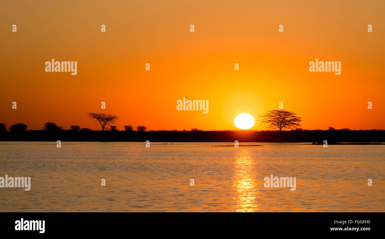 Classic de soleil africain avec d'énormes arbres Acacia soleil brûlant et l'eau dans le Botswana, l'Afrique Banque D'Images