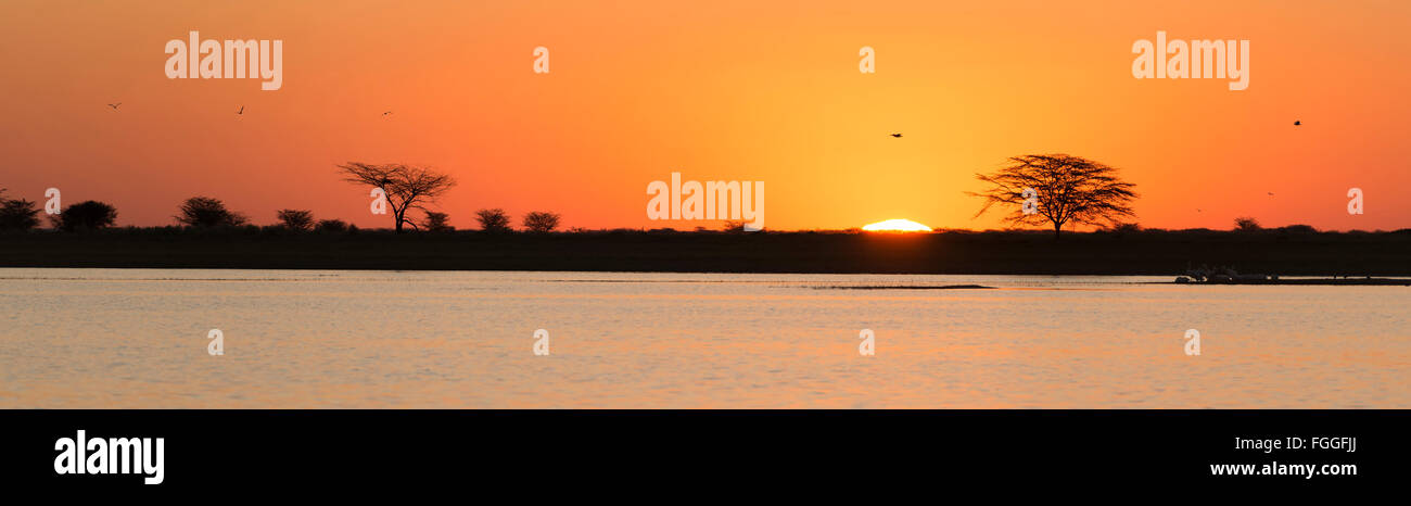Classic de soleil africain avec d'énormes arbres Acacia soleil brûlant et l'eau dans le Botswana, l'Afrique Banque D'Images