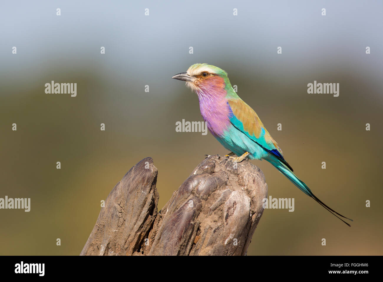 Le lilac-breasted roller (Coracias caudatus) Banque D'Images