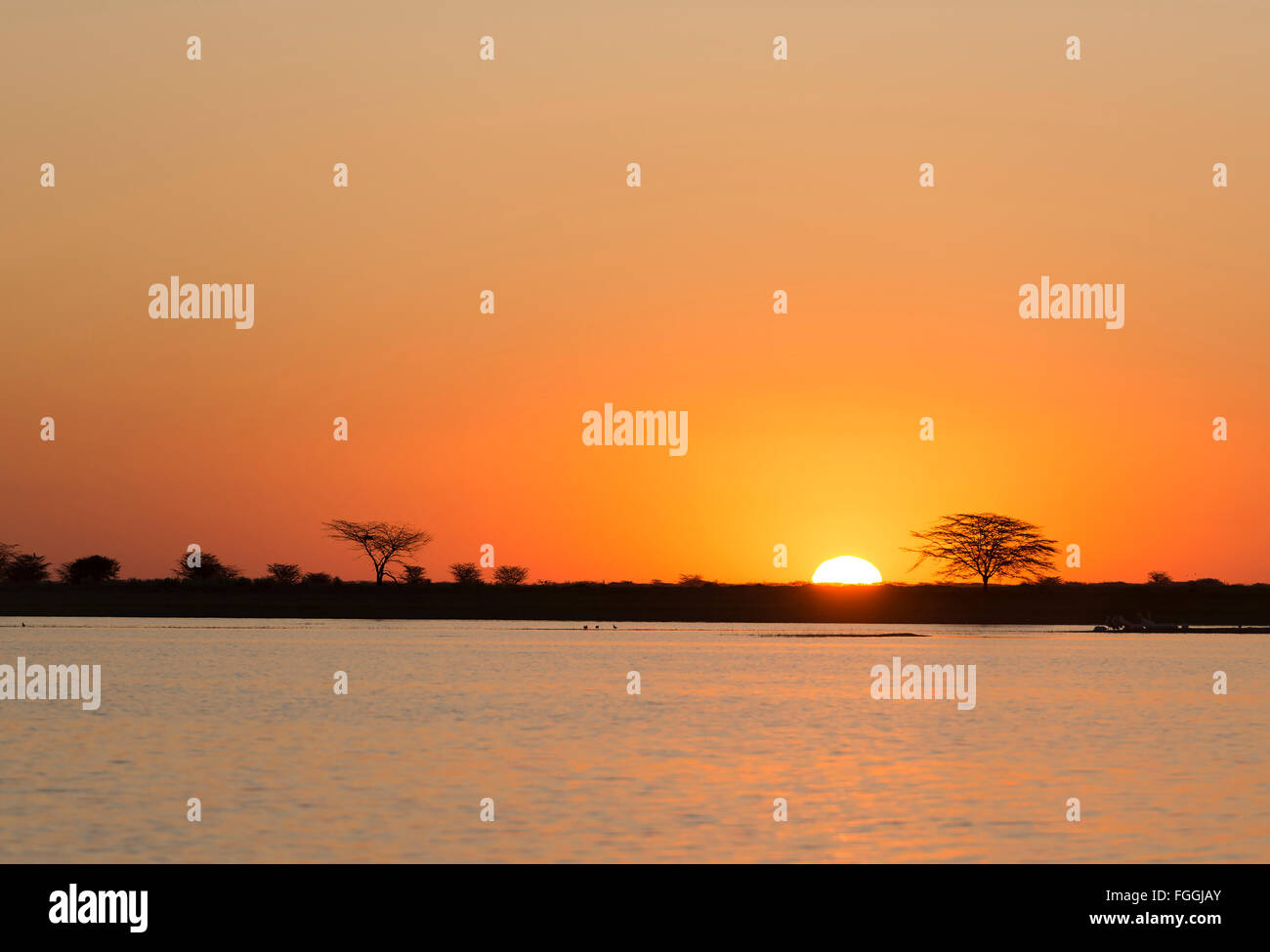 Classic de soleil africain avec d'énormes arbres Acacia soleil brûlant et l'eau dans le Botswana, l'Afrique Banque D'Images