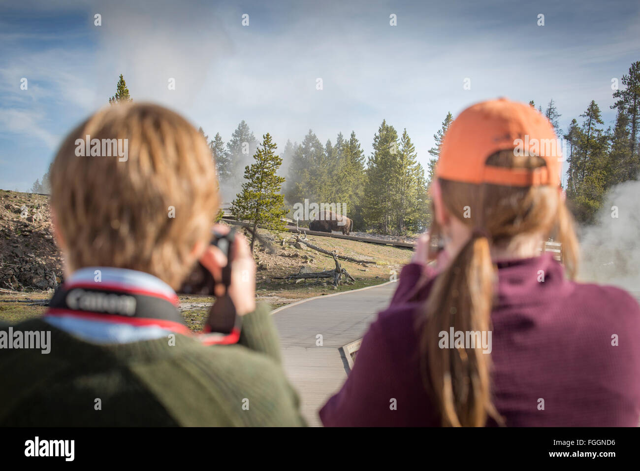 Deux femmes prendre des photos d'un bison errant dans un champ de geysers. Banque D'Images