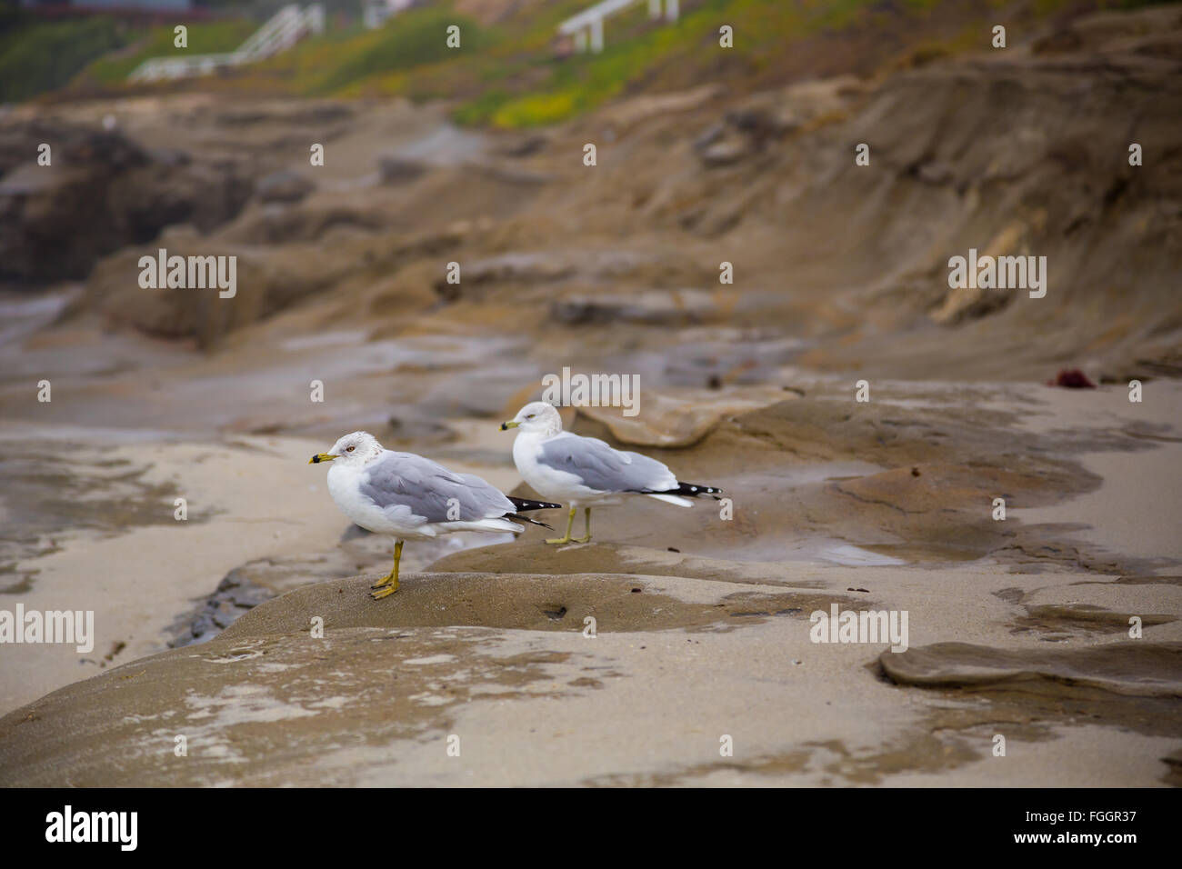 Mouettes le long d'une côte rocheuse à La Jolla Beach à San Diego en Californie. Banque D'Images