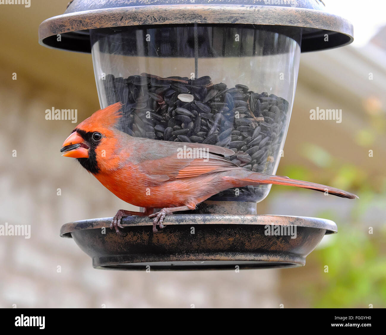 Mâle Northern Cardinal Cardinalis cardinalis sauvage songbird manger de l'huile noire de tournesol de graines dans une cour d'alimentation d'oiseaux et communément appelé un redbird Banque D'Images