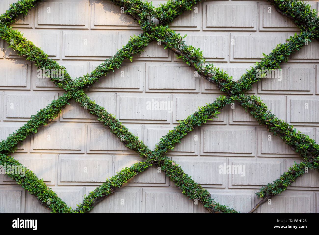 Briques et plantlife créer ce x sur un mur vivant en Californie. Banque D'Images