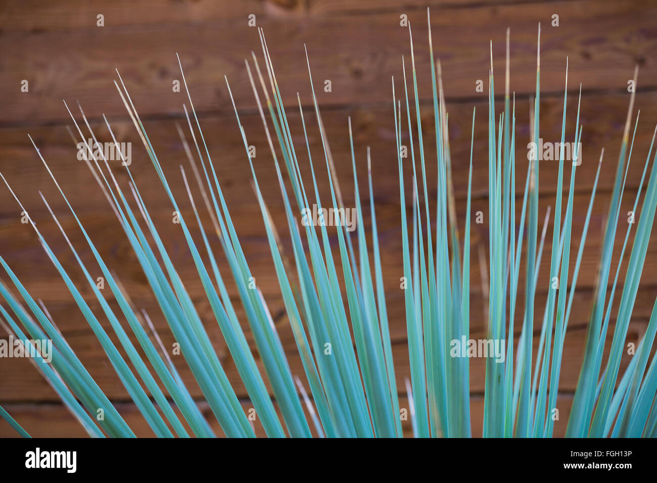 Plantlife et une texture mur créer cet abrégé en Californie Banque D'Images