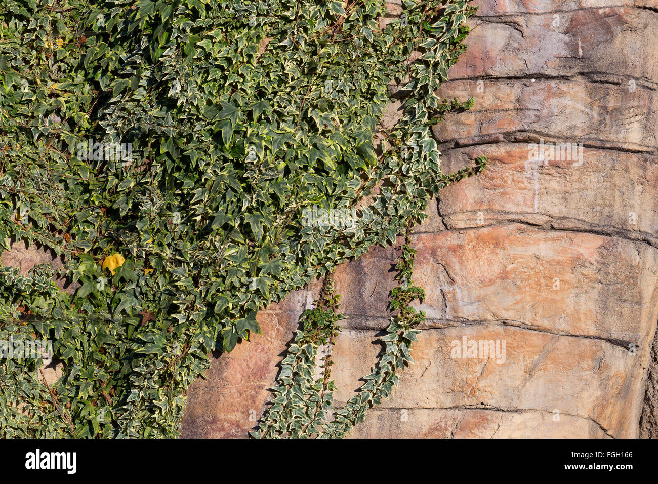 Plantlife et une texture mur créer cet abrégé en Californie Banque D'Images