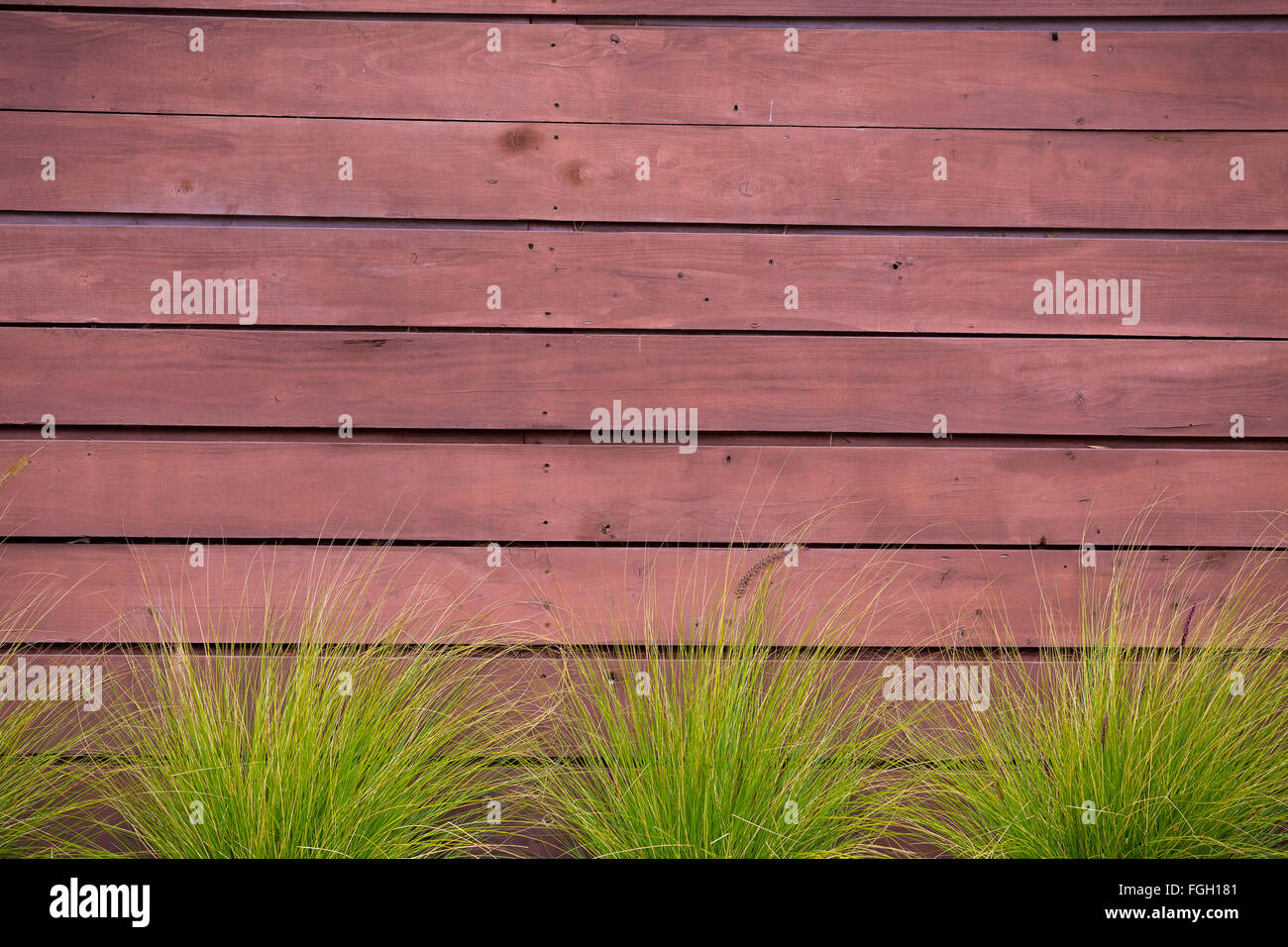 Plantlife et une texture mur créer cet abrégé en Californie Banque D'Images