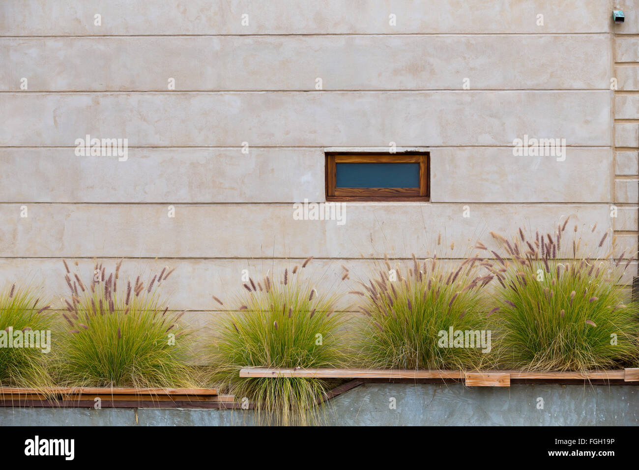 Plantlife et une texture mur créer cet abrégé en Californie Banque D'Images