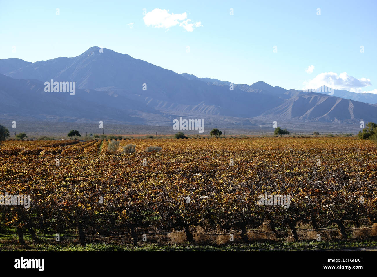 Vin californien Banque D'Images