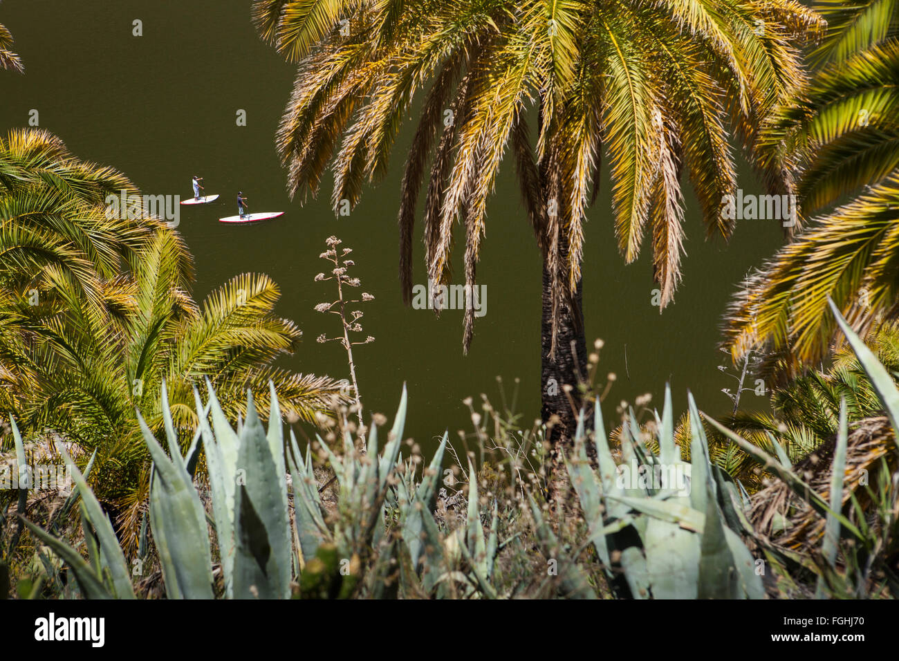 Entre les palmiers en vue de deux personnes Stand up Paddling dans un barrage Banque D'Images