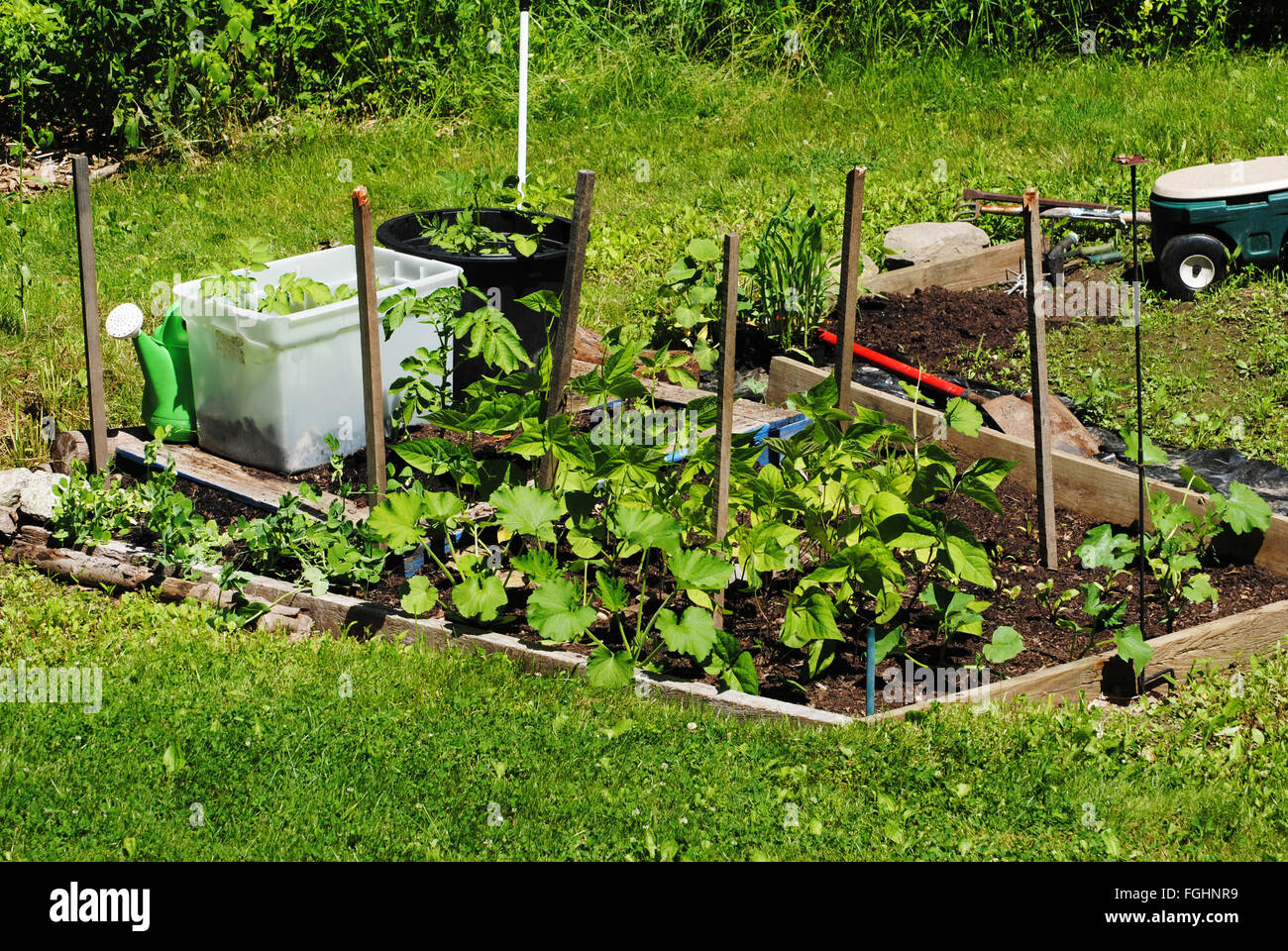 Jardin de l'arrière-cour de plus en plus sur une chaude journée d'été Banque D'Images