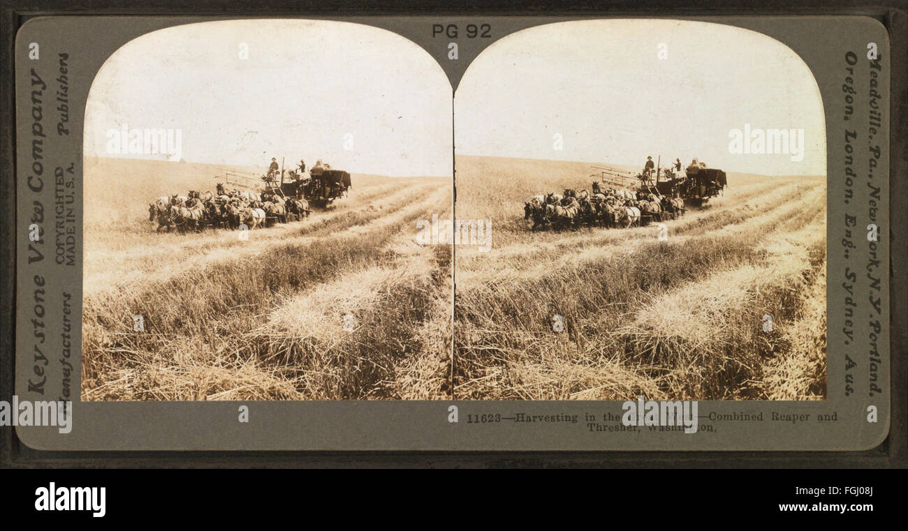 Cette photographie stéréoscopique de la collection Robert N. Dennis montre l'utilisation d'une faucheuse et d'une batteuse combinées pendant la période de récolte dans le Grand Ouest, capturant la vie agricole aux États-Unis Banque D'Images