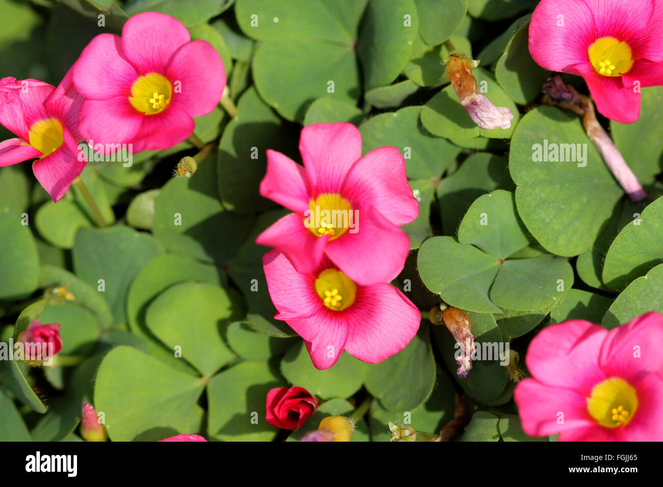 L'oxalide petite oseille pourpre purpurea, la grande-duchesse, oseille, herbacée vivace à bulbes souterrains, feuilles trifoliées et fleurs roses Banque D'Images