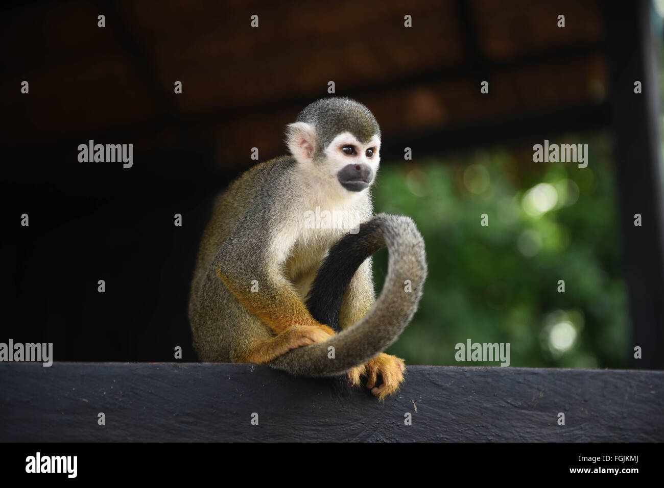 La Colombie. Feb 13, 2016. Micos monkey en Isla De Los Micos. © Maria Izaurralde/ZUMA/Alamy Fil Live News Banque D'Images