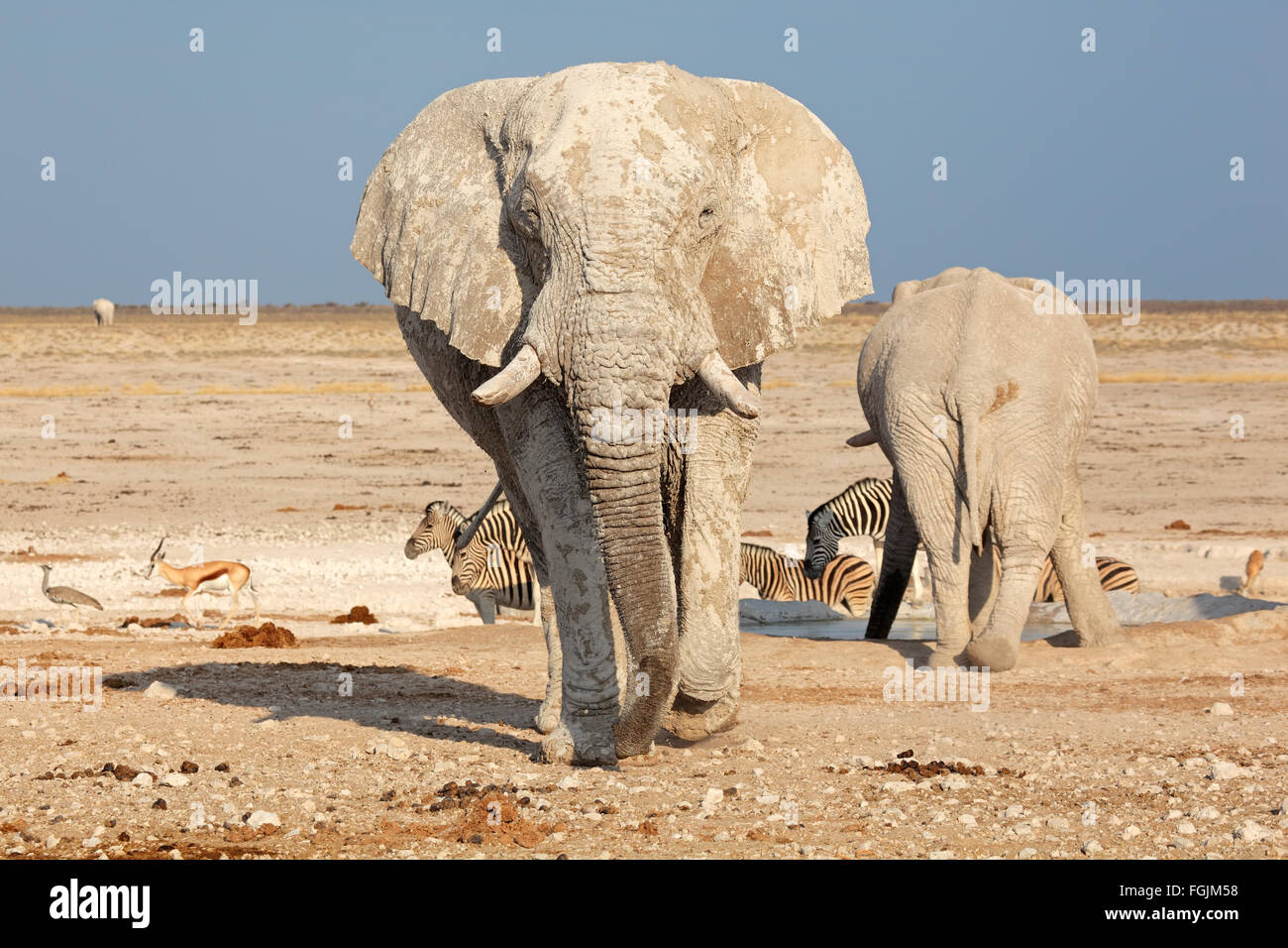 Grand éléphant africain (Loxodonta africana) bull couvert de boue, Etosha National Park, Namibie Banque D'Images