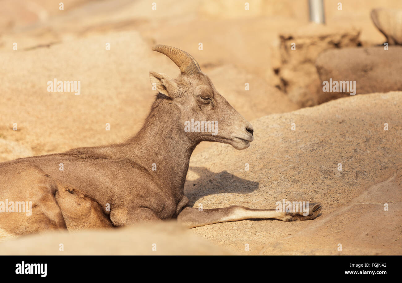 Désert mouflons, Ovis canadensis, dans le désert de la Californie, aux États-Unis et dans certaines régions du Mexique, dans les montagnes. Banque D'Images