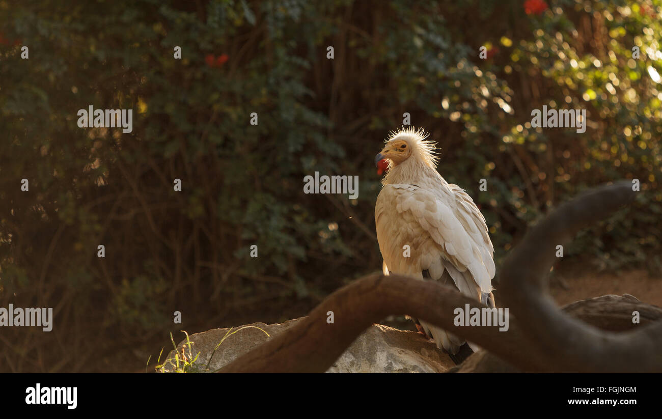 Percnoptère, Neophron percnopterus, est également connu comme le poulet du pharaon et le vautour charognard blanc. Cet oiseau est un Banque D'Images