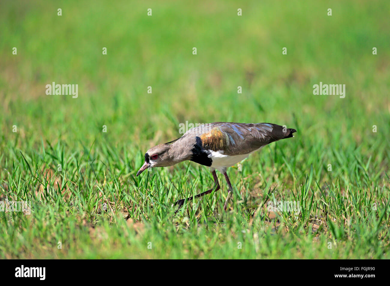 Le sud de sociable, Pantanal, Mato Grosso, Brésil, Amérique du Sud / (vanellus chilensis) Banque D'Images