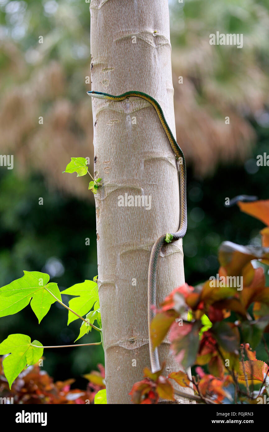 Leptophis ahaetulla, des profils sur l'arbre, Pantanal, Mato Grosso, Brésil, Amérique du Sud / (Leptophis ahaetulla) Banque D'Images