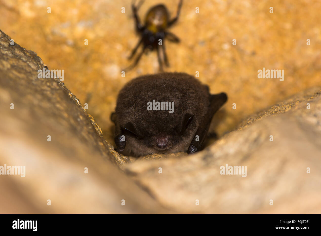 De Daubenton (Myotis daubentonii). Un bat le plus souvent au-dessus de l'eau de la chasse, le repos dans une mine abandonnée Banque D'Images