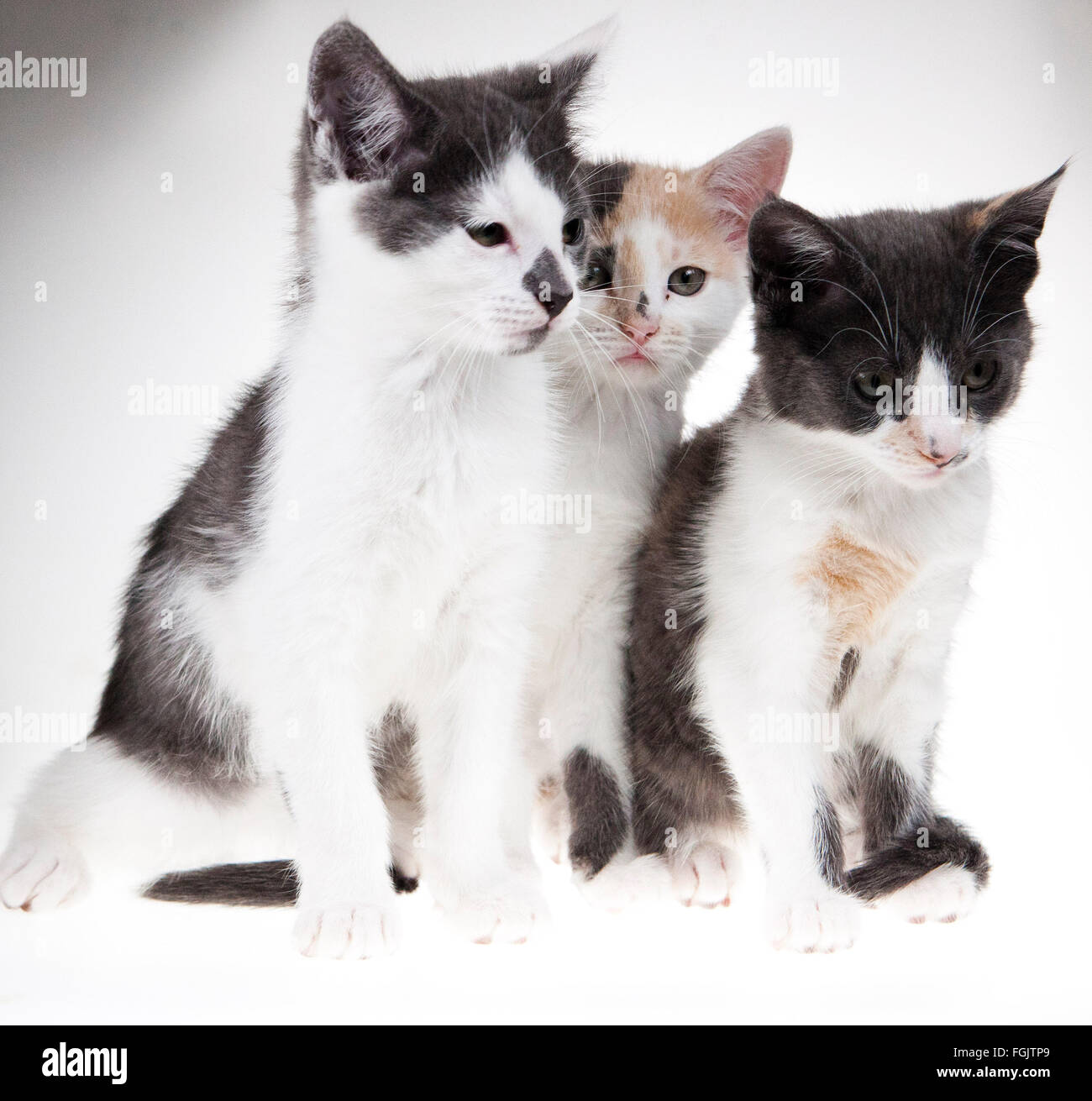 Chatons Banque D'Images