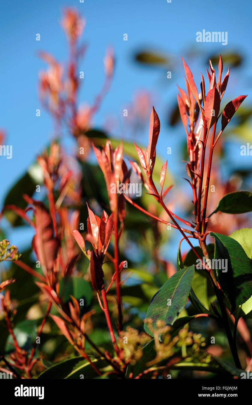 Photinia fraseri Red Robin Banque D'Images